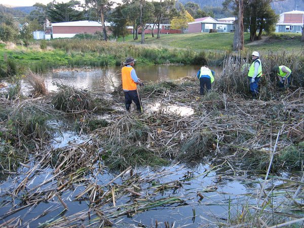 We removed the cumbungie heads, now we try to remove the stems from the pond too