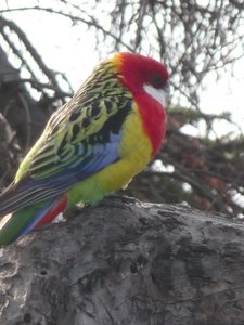 The Colourful Birds of Tasmania