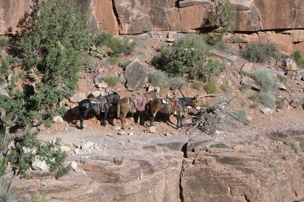 Horses resting down the Grand Canyon
