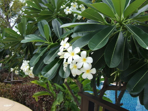 Great Smelling White Flower