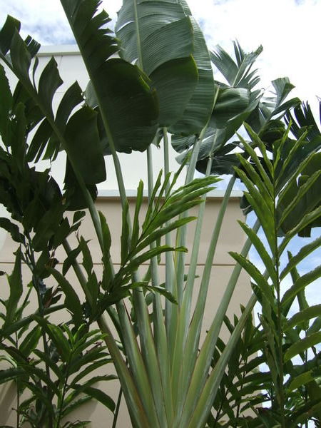 Large Palms