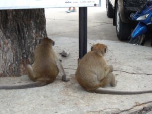 First Monkeys