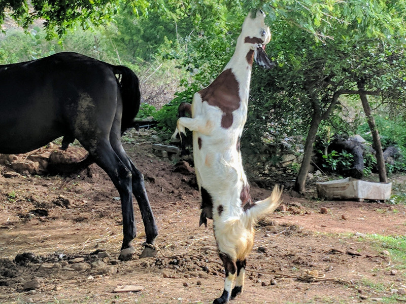 Goat at Krishna Ranch