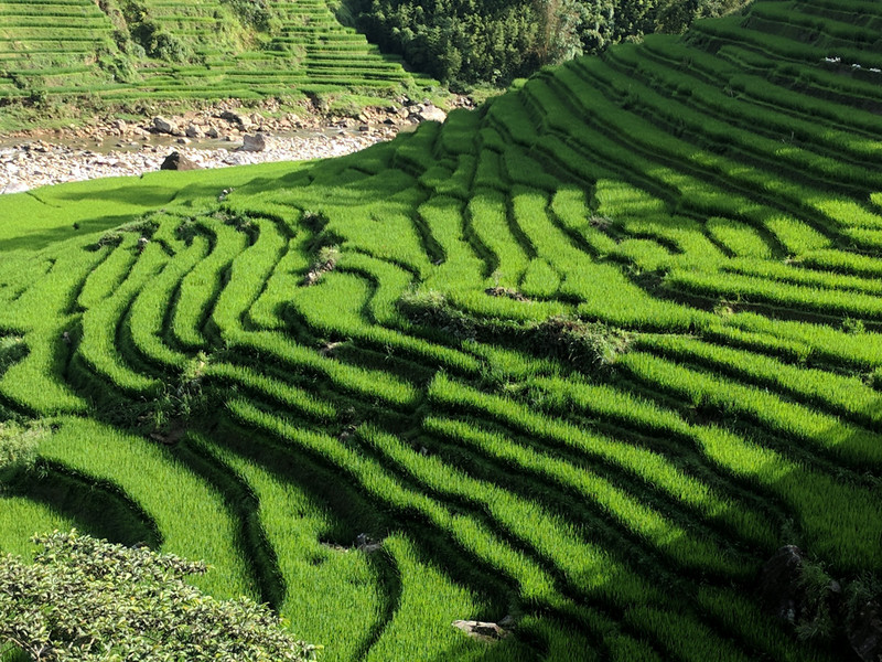 More terraced rice paddies