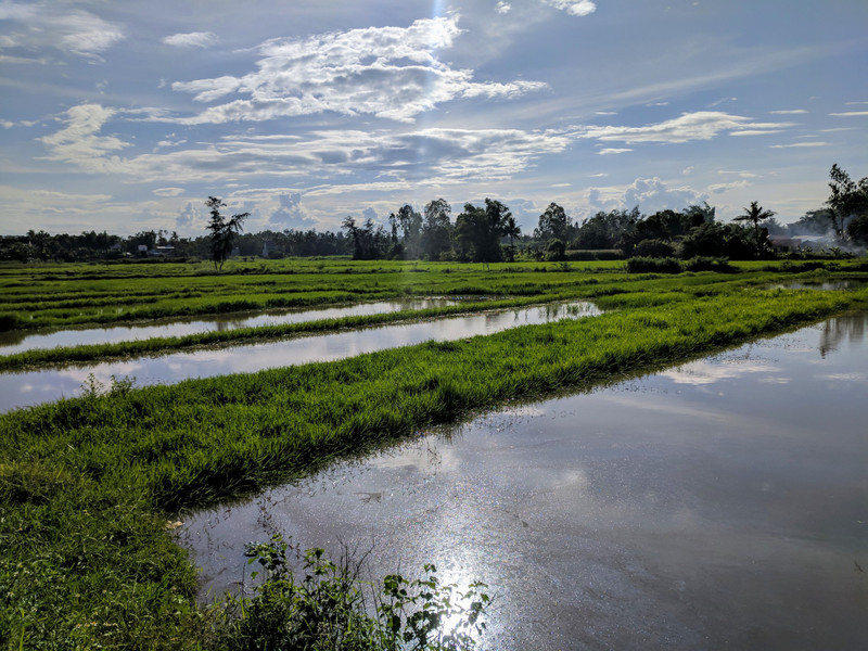 Rice paddies a few km from My Son