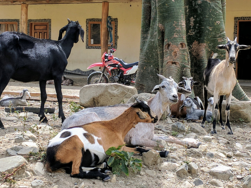 Goats in Tumianuma