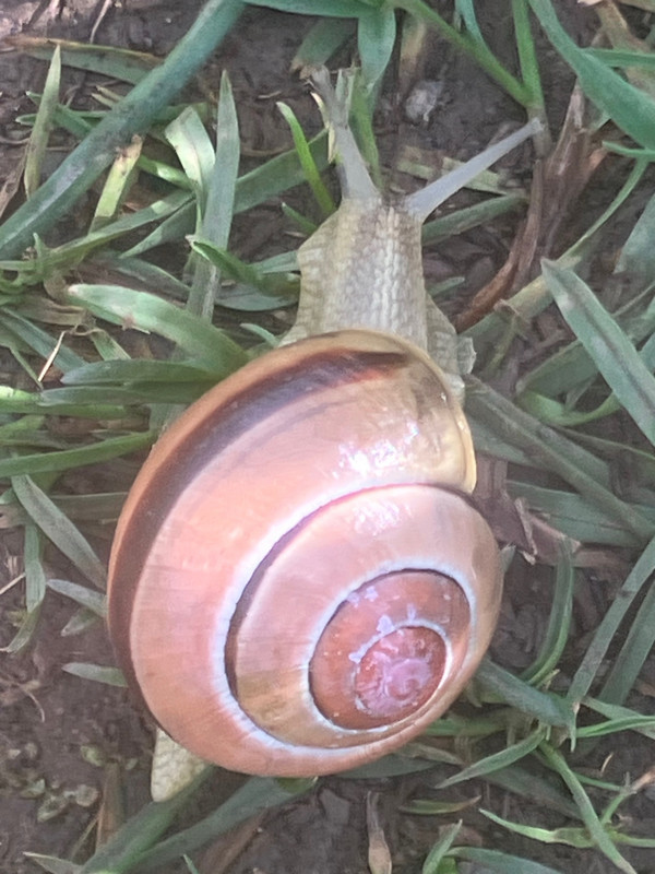 Snail in the Trail