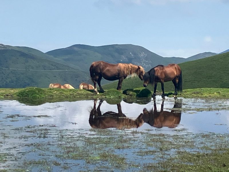 Wild Horses Reflecting 