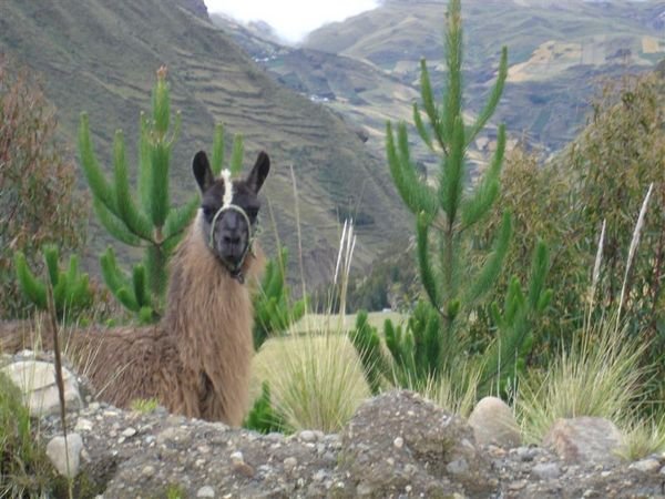 The Hike to Quilotoa 4