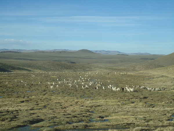 Llamas Alpacas Sheep