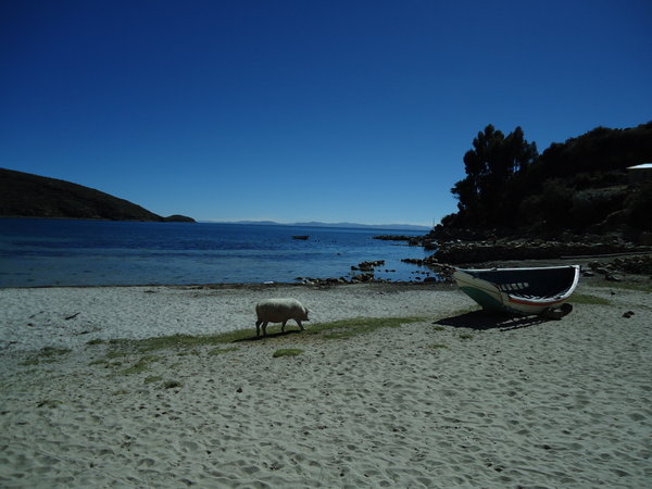 Pig and Beach