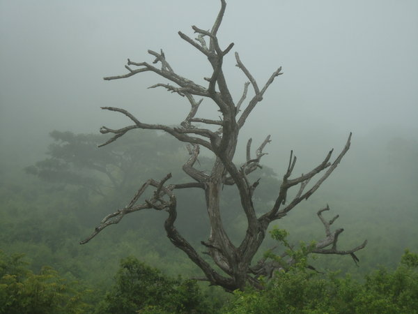 Dead Tree in Fog
