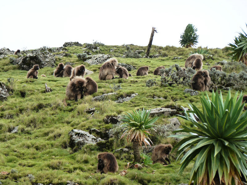 Geladas