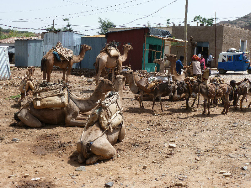 Camels in market