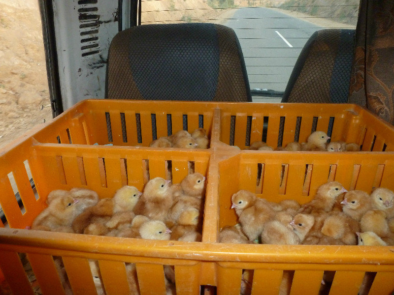 Chicks in minivan