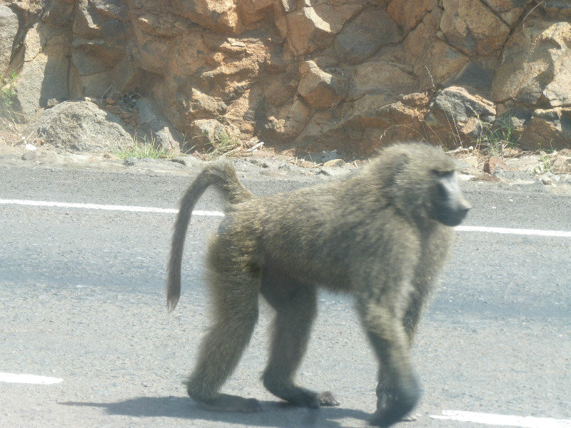 Baboon in Road