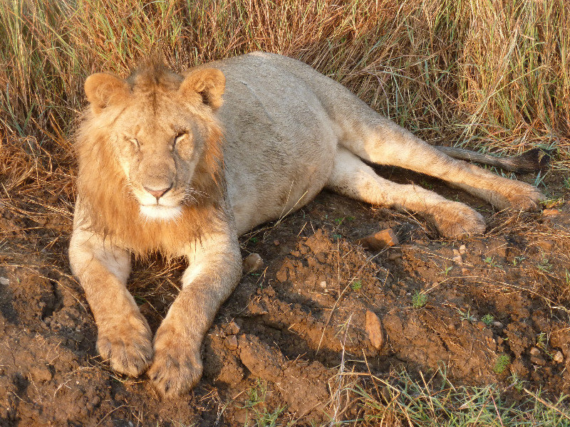 Male lion on roadside