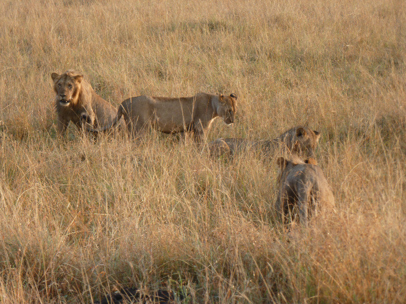 Lions planning attack