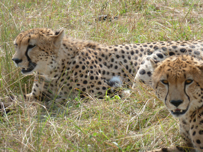 Cheetahs chilling