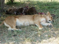 Female lion next to her kill