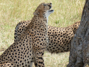 Cheetah watching birds in tree