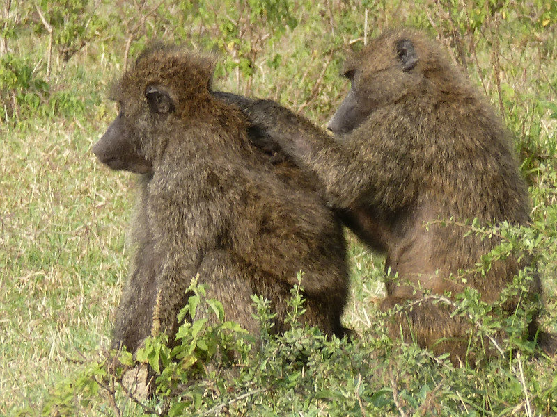 Baboons and insects