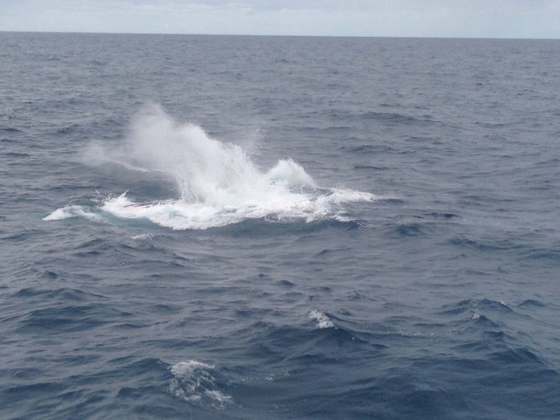 Humpback whale splashing