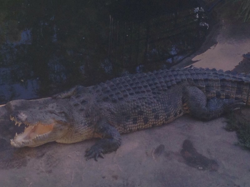 5m saltwater croc