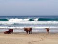 Cows on the beach in Port St. Johns
