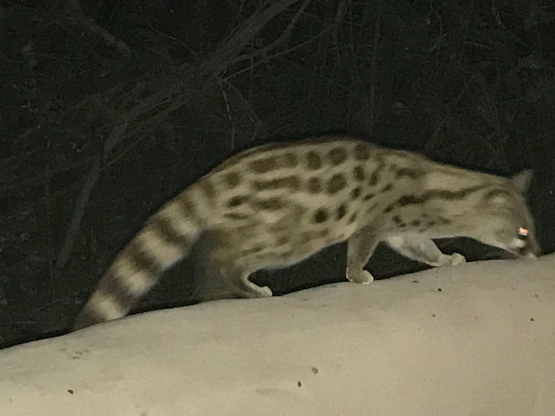 Genet comes to dinner