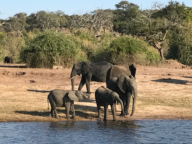 More Elephants