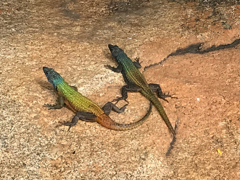 Lizards in Matopos 