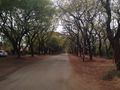 Bulawayo street