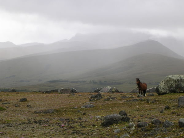Wild horses near Cotopaxi