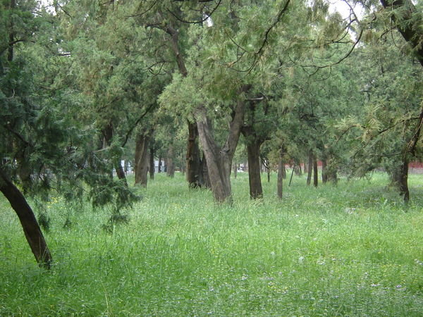 Ancient Cypress Woods in the Temple of Heaven