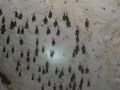 Udoli reky Kwai - jeskyne Daowadung - soukroma prohlidka, krasne krapinkove utvary, netopyri raj, zije zde i nejmensi savec na svete, tzv. bumblebee bat - netopyr cmelaci, ktery ma rozpeti kridel jen 1,6 cm