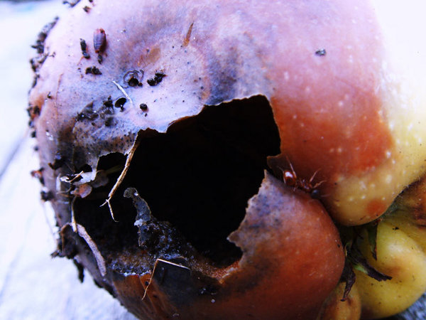 rotten apple