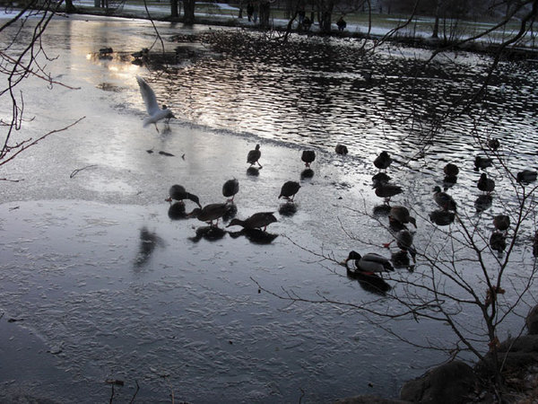 ducks slipping on the ice