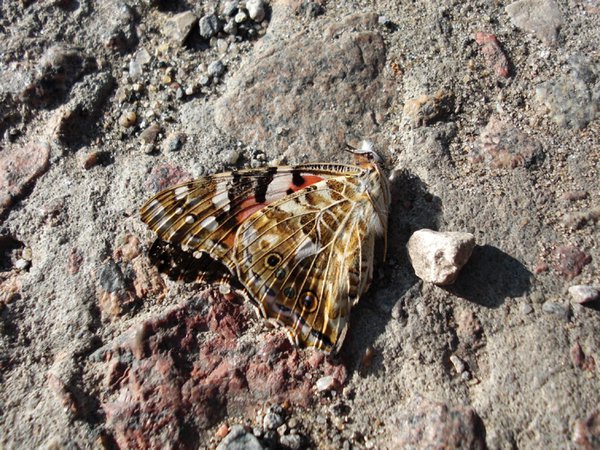dead butterfly