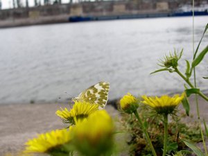 flowers at the Volga