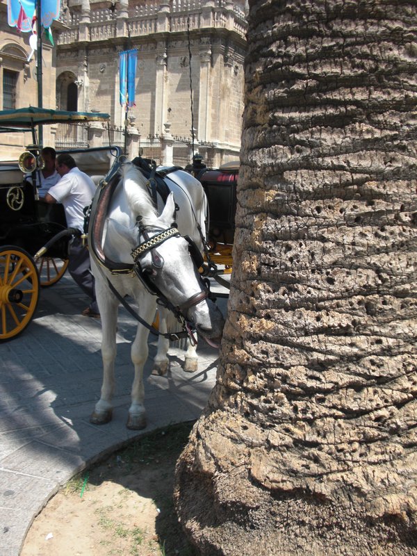 horse eating tree in Sevilla