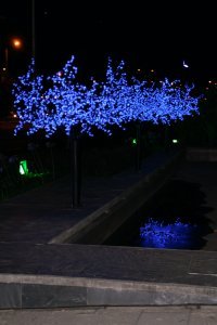 Trees Made of Lights