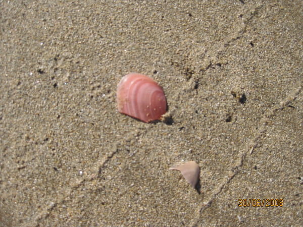 pink shell!