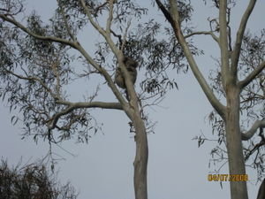 cutie koala!
