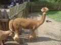 Lama or Alpacka I never can tell (at roller coaster park)