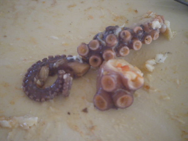 Octopus close up