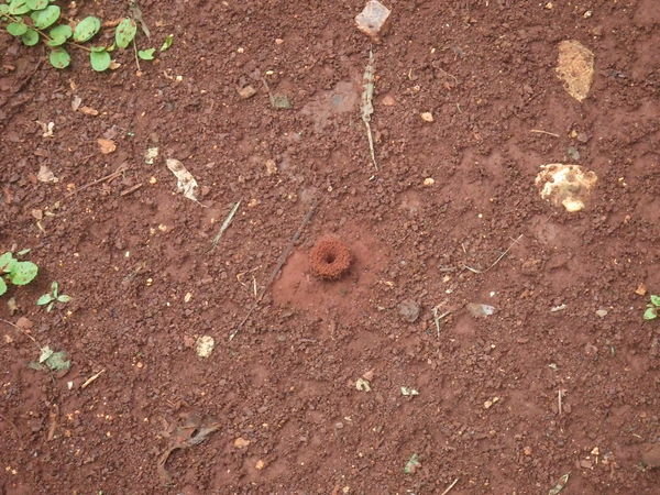 Ant hole
