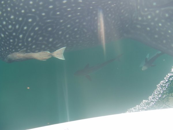 The fish living next to whale shark