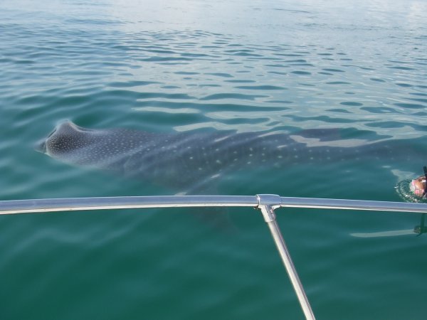 whaleshark and mouth
