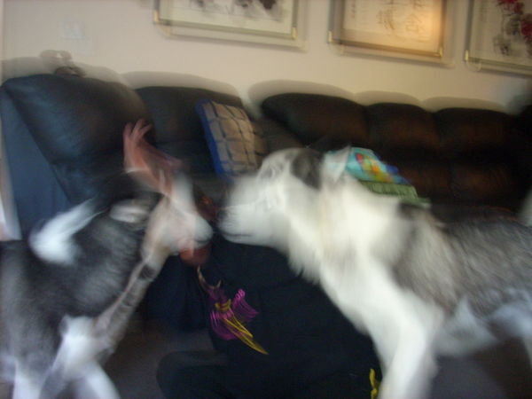 Being attacked by Jimmy and Rika